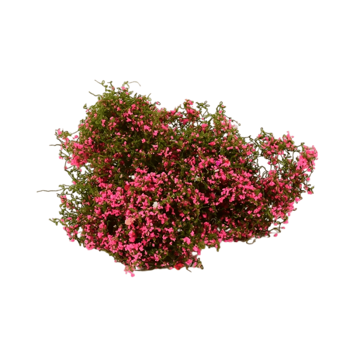 2dc17bd3-d266-4010-850b-2fb598c90b5e-Photoroom