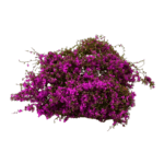 4a5ca454-6bc5-4bfc-8442-6c697d75e13e-Photoroom