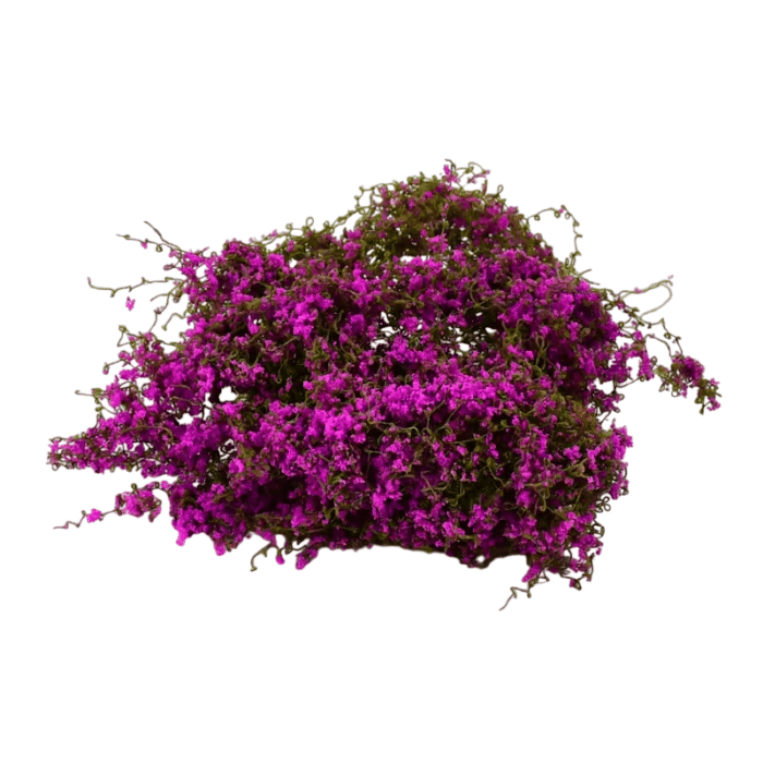 4a5ca454-6bc5-4bfc-8442-6c697d75e13e-Photoroom