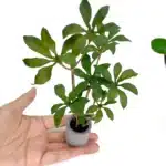Plante miniature 18