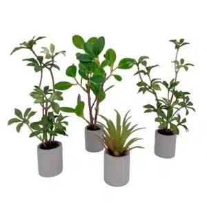 Plante miniature 1