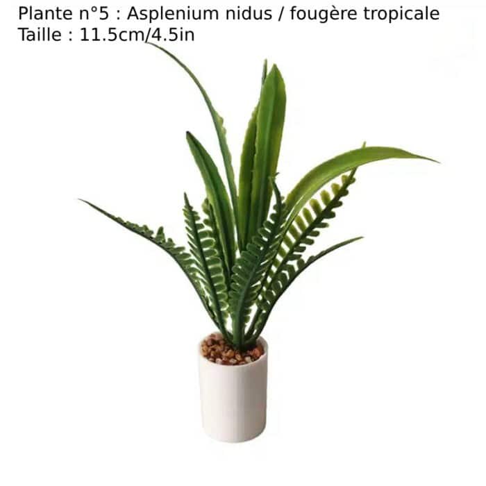 Plante n°5