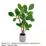 d-Plante n°2 détails