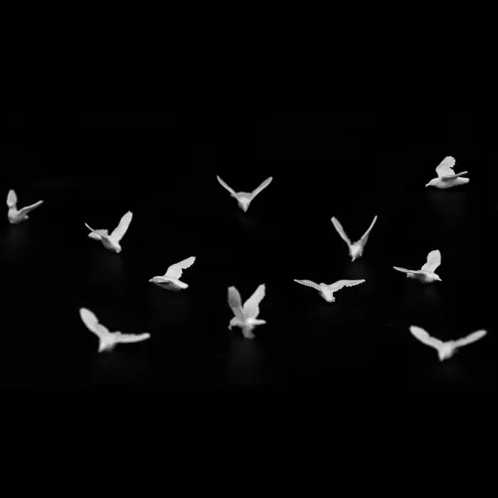 pigeon miniature 2