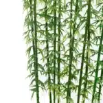 bambou miniature 5