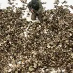 Feuillage pour maquette 8