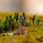 Figurine miniature berger allemand 1/64 2