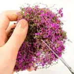 Vignes fleuries pour maquette 3