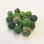 arbustes miniatures 2