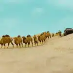 Figurines dromadaires 1/87 6