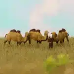 Figurines dromadaires 1/87 5