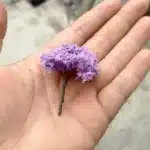 arbres lilas miniature​ 5 cm 7